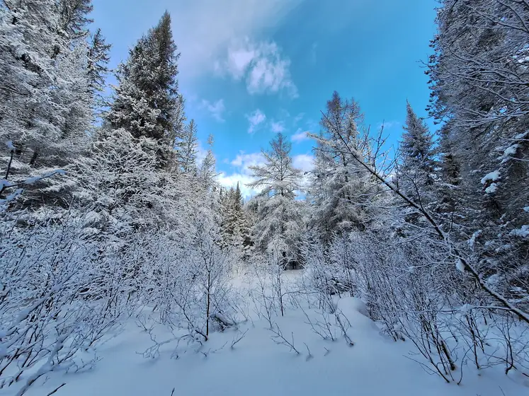 Fresh snow on spruce trees along a trail